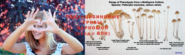 сатива Приозерск