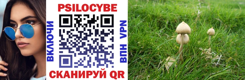 Галлюциногенные грибы Psilocybe  Холм 